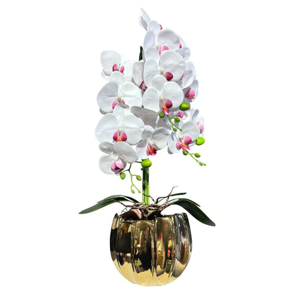 Orquidea Blanca Morada ARENA