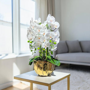 Orquidea Blanca ALBA