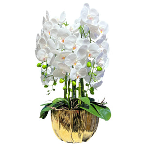 Orquidea Blanca ALBA