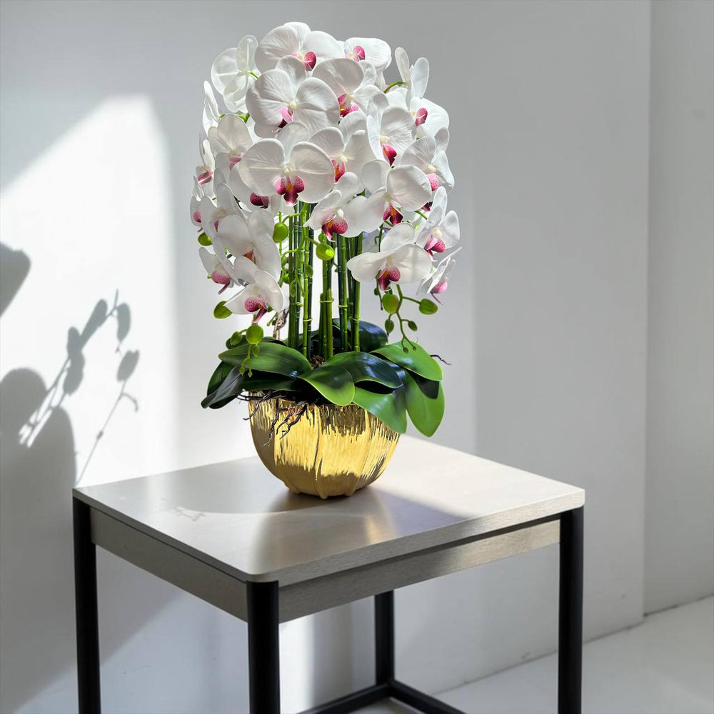 Orquidea Blanca Morada ALBA
