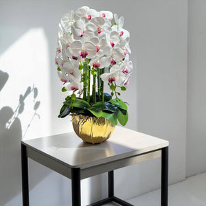 Orquidea Blanca Morada ALBA