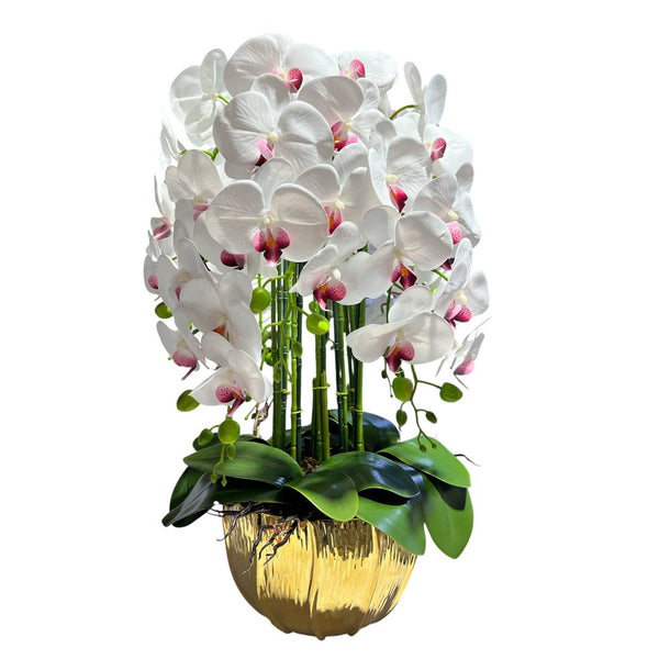 Orquidea Blanca Morada ALBA