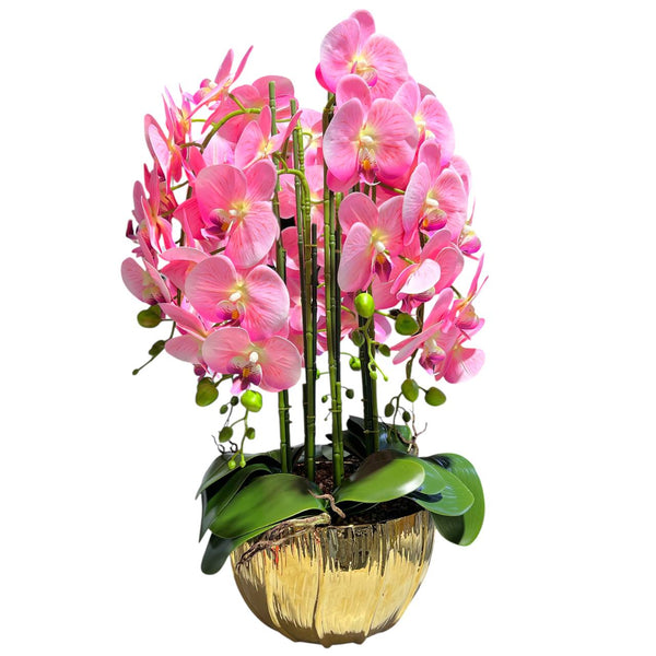 Orquidea Rosada ALBA