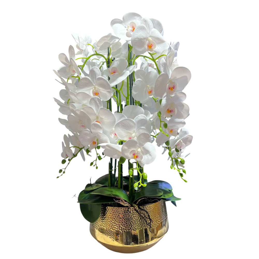 Orquidea Blanca AURORA