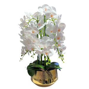Orquidea Blanca AURORA
