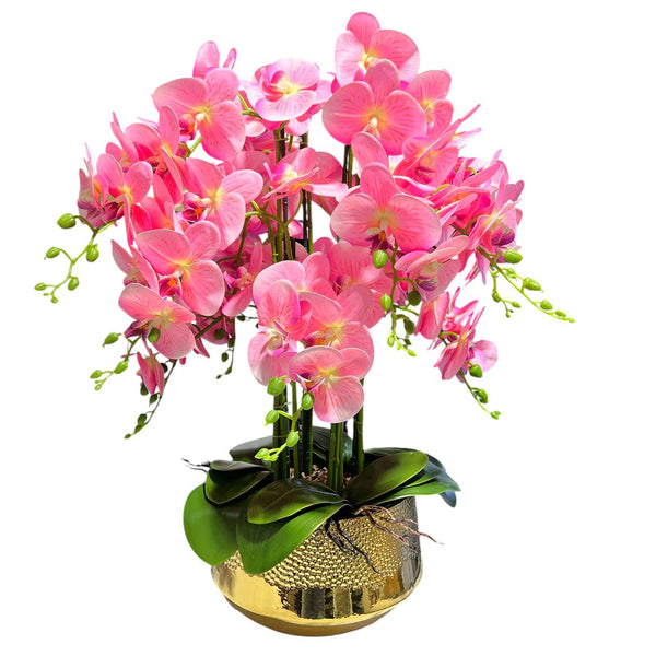 Orquidea Rosada AURORA