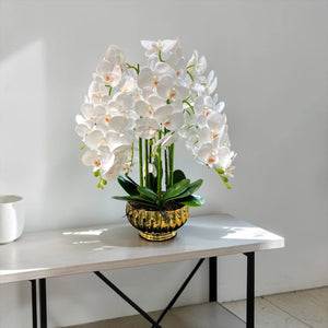 Orquidea Blanca CIELO