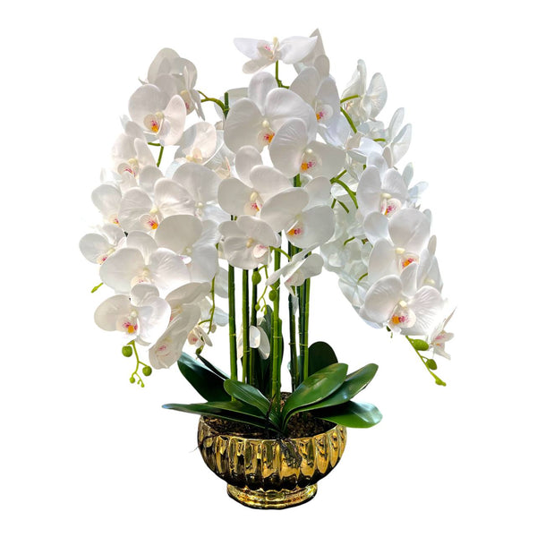 Orquidea Blanca CIELO