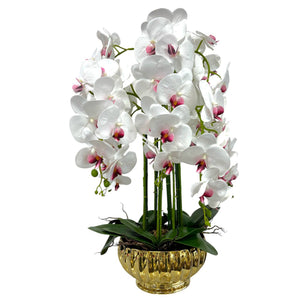 Orquidea Blanca Morada CIELO