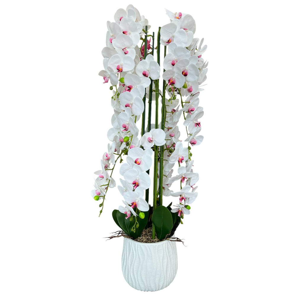 Orquidea Blanca Morada MONTAÑA