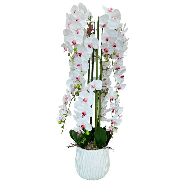 Orquidea Blanca Morada MONTAÑA