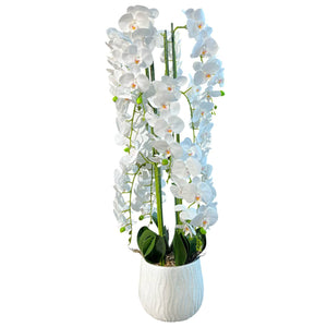 Orquidea Blanca MONTAÑA