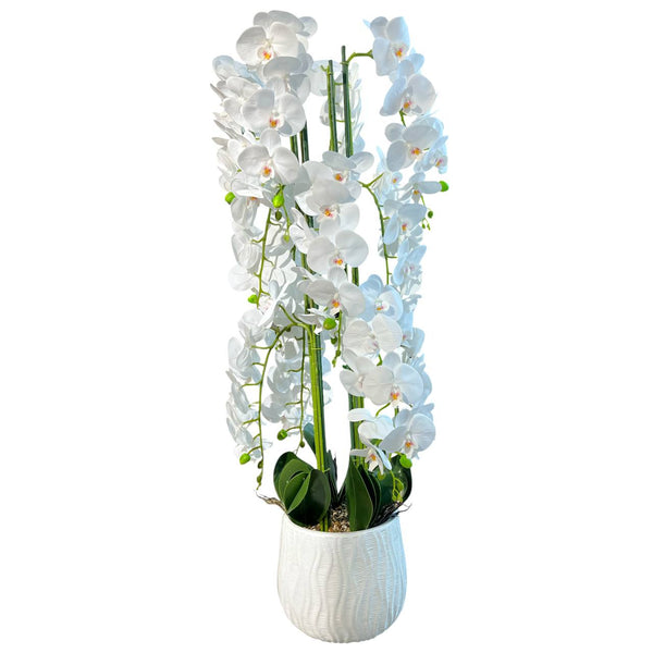 Orquidea Blanca MONTAÑA