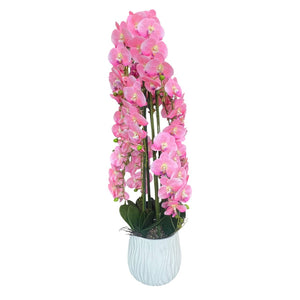Orquidea Rosada MONTAÑA