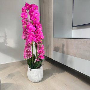 Orquidea Fucsia MONTAÑA