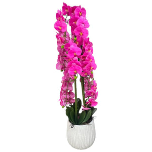 Orquidea Fucsia MONTAÑA