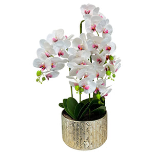 Orquidea Blanca Morada MAR