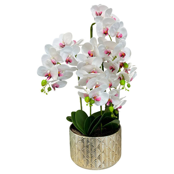 Orquidea Blanca Morada MAR