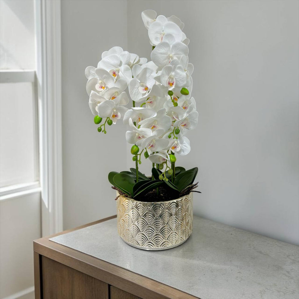 Orquidea Blanca MAR