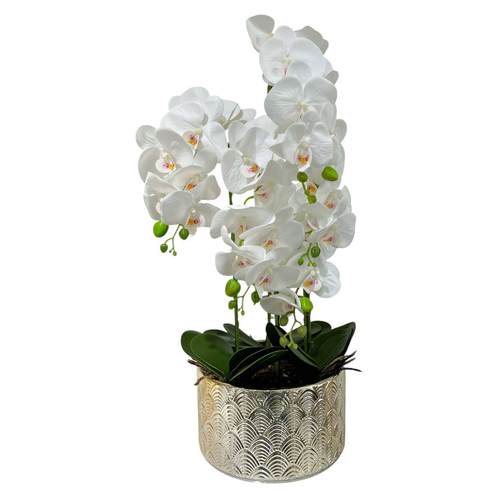 Orquidea Blanca MAR