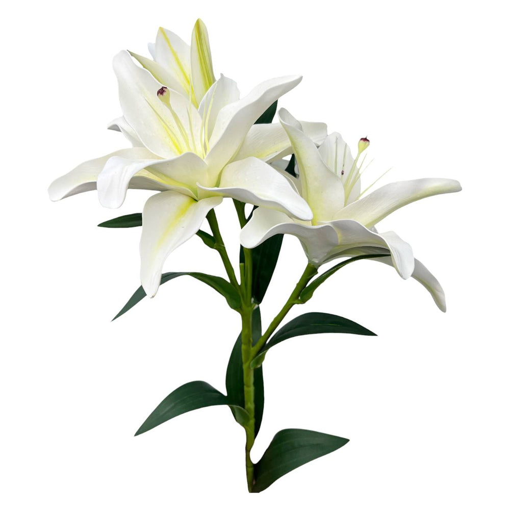 Lirio Blanco Marfil