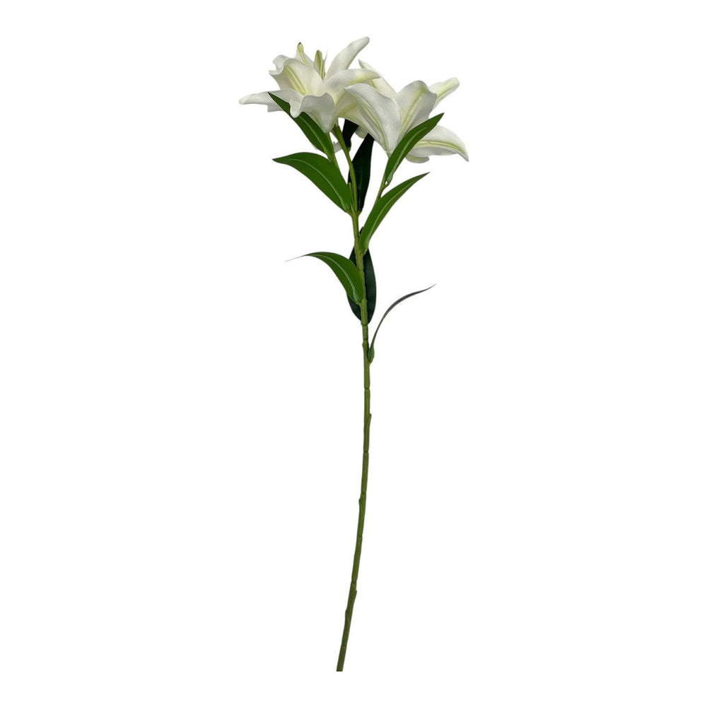 Lirio Blanco Marfil