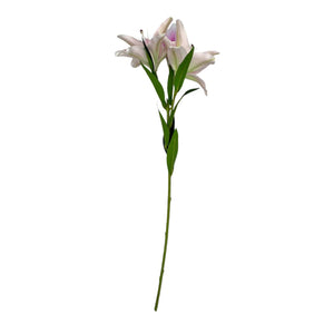 Lirio Lavanda