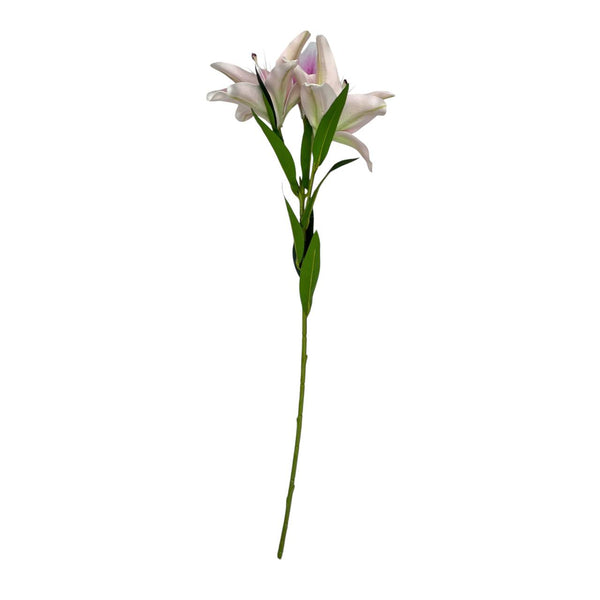 Lirio Lavanda