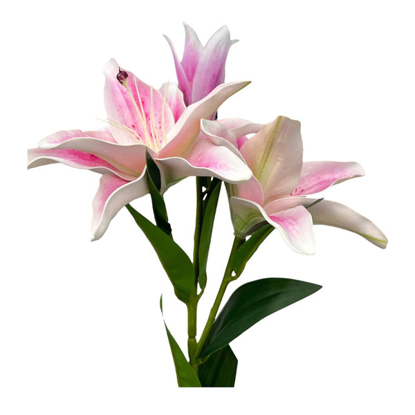 Lirio Lavanda