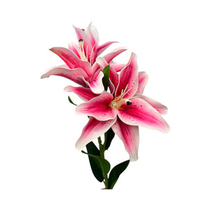 Lirio Fucsia
