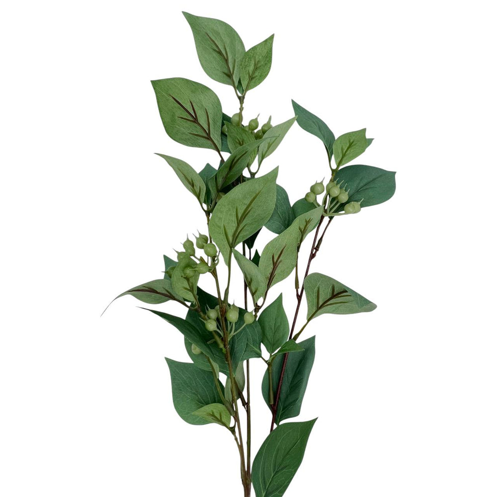 Rama Hipérico Verde con Bayas