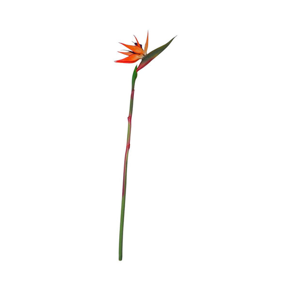 Flor Ave del paraíso