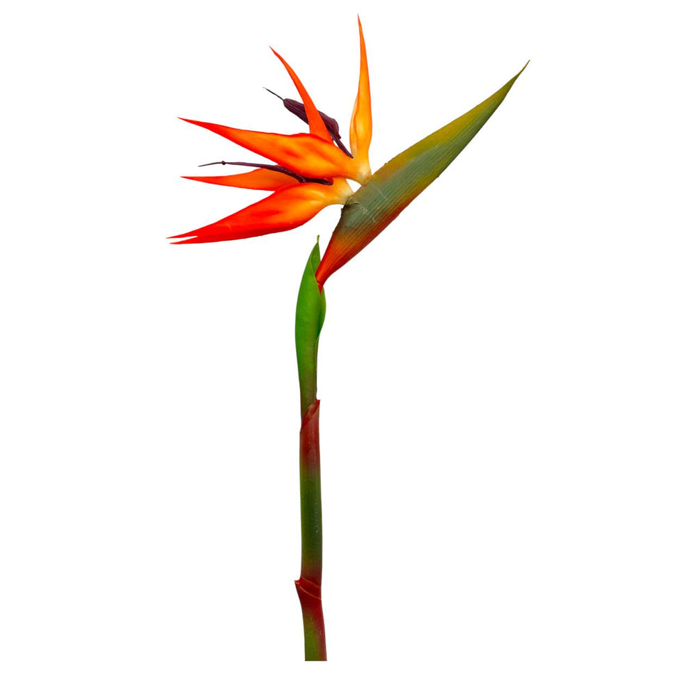 Flor Ave del paraíso