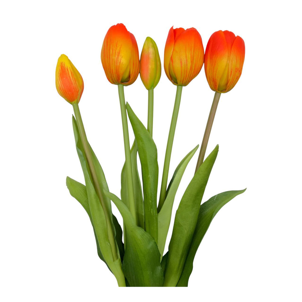 Tulipan Naranja X 5