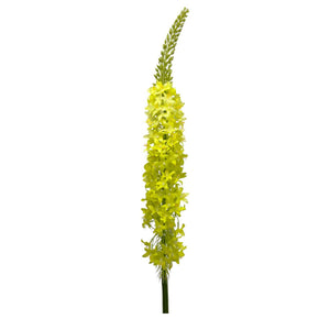Flores Verdes B