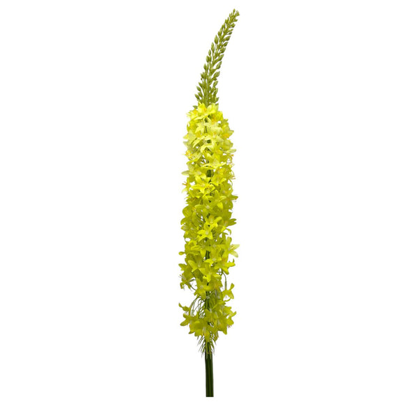 Flores Verdes B
