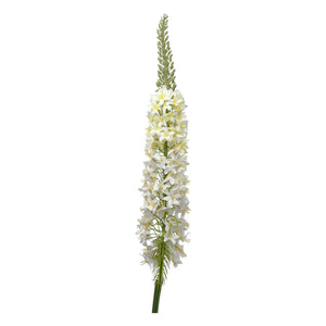 Flores Blanca B