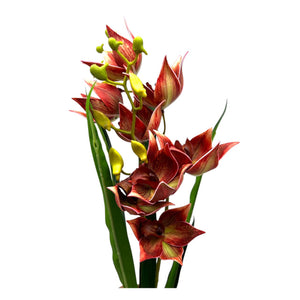 Flores  TOJA 610